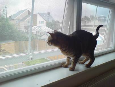 A cat is standing on the windowsill, and the window is made of galvanized insect screen.