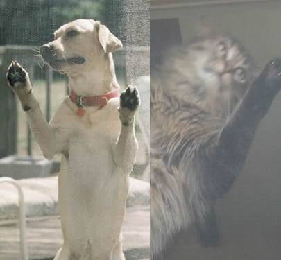 A dog is scratching the pet screen and a cat is hanging on the pet screen.